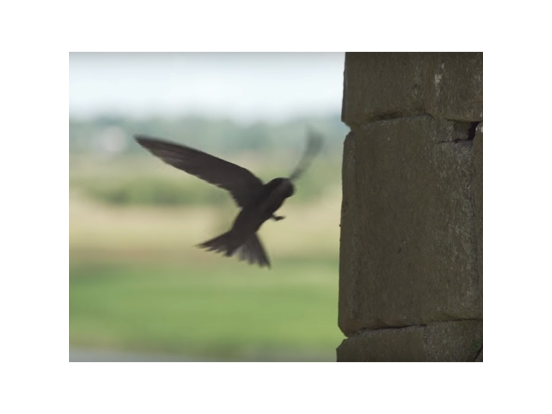 swift-birdwatch-ireland