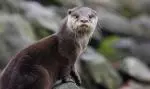 710059279_977107061900604_1719160831911517753_n cropped 5/3