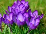 crocus-purple-flower-pixabay_12891 cropped 4/3